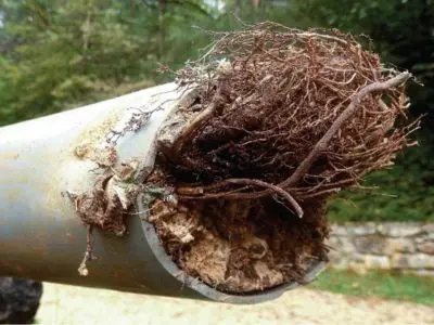 tree roots