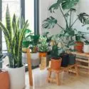 Indoor plants in modern pots on wooden furniture, showcasing home comfort and design solutions from The Meridian Company.
