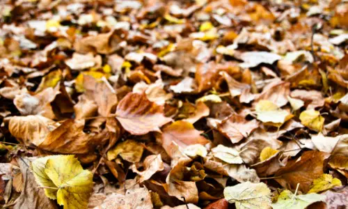 leaves