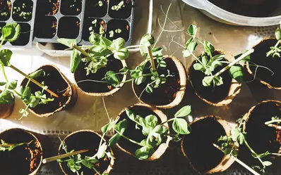 What Kind of Water is Best For House Plants?