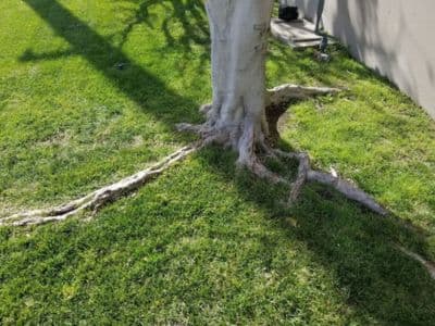 intruding tree roots