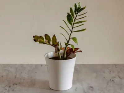 plants 