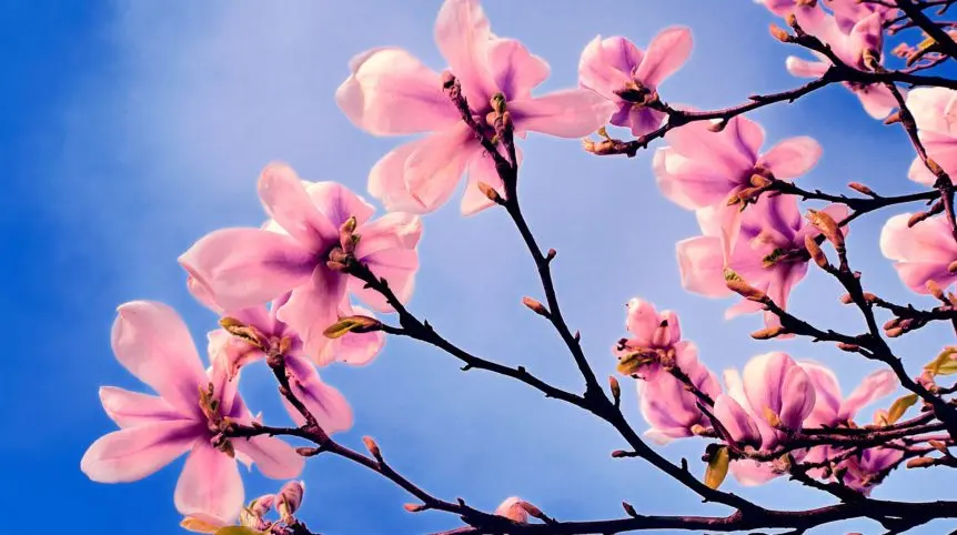 Spring Trees