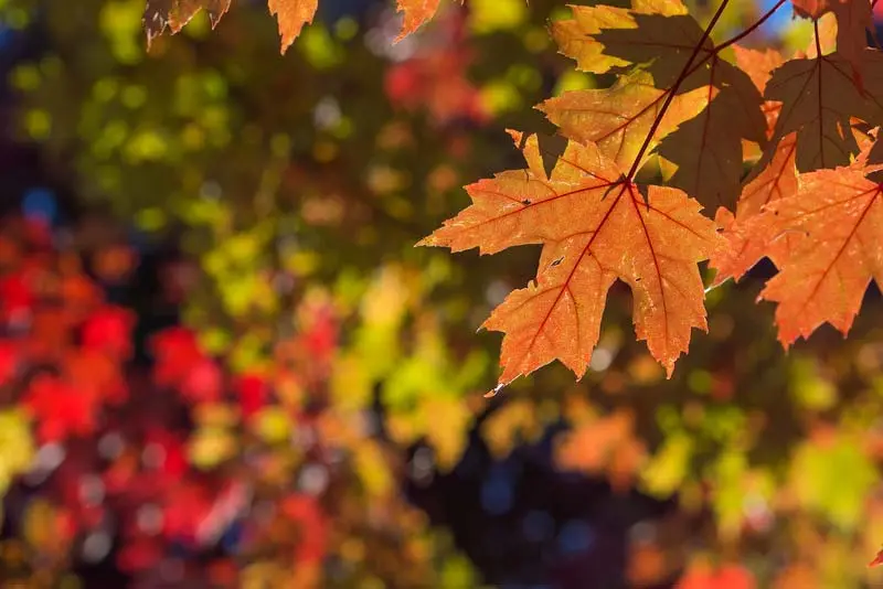 Fall Leaves