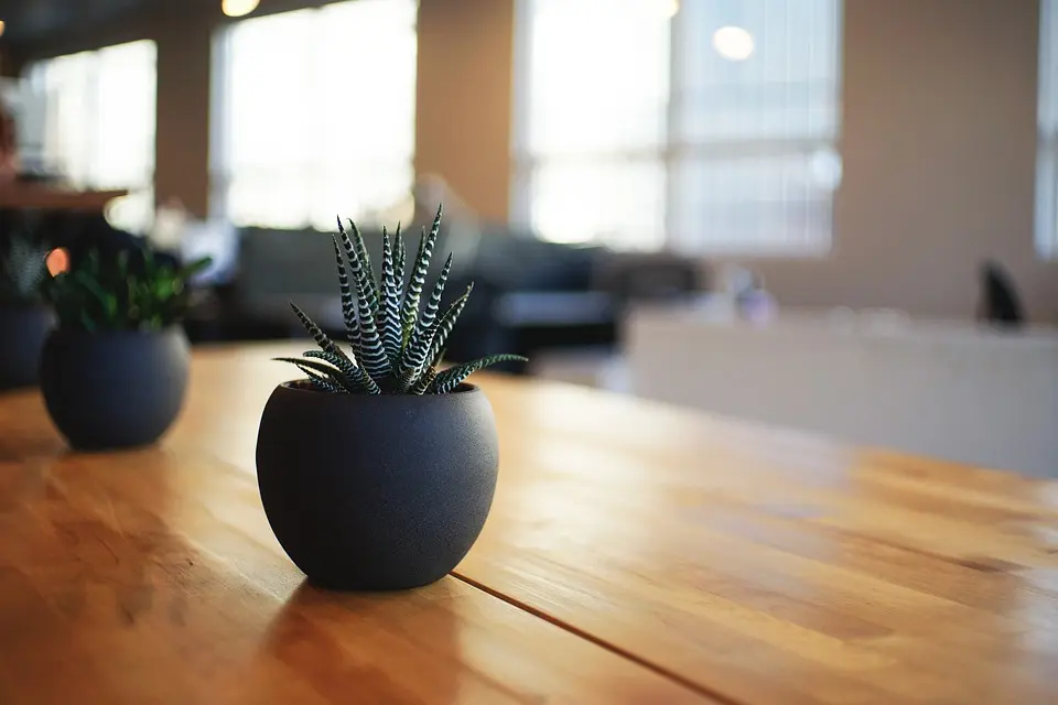 Potted succulent plant on a wooden table in a modern indoor setting, enhancing home comfort and air quality.