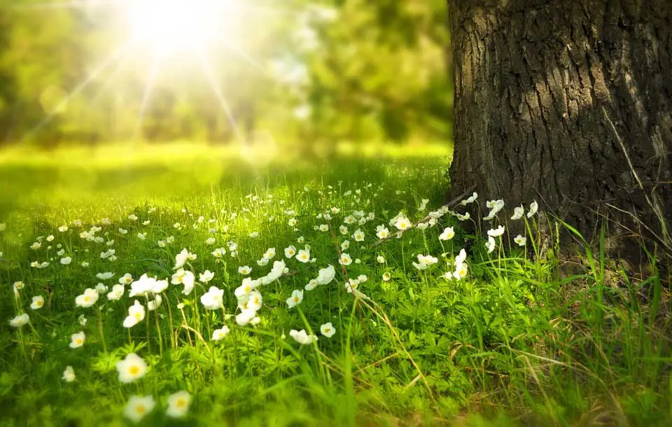 Green Scenery