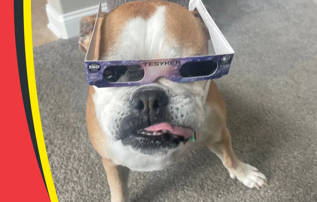 Daisy Dog Banner