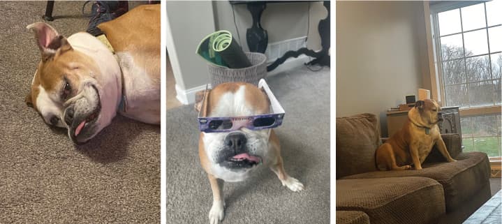 Daisy Doggie