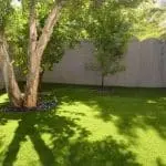 Tree in a green lawn casting shadows, highlighting potential root obstructions affecting sewer lines, relevant to plumbing issues discussed by Vuksani Service Group.