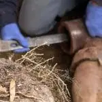 Plumber using a wrench to remove tree roots from a sewer pipe, highlighting root obstruction issues relevant to plumbing repairs in New York City.