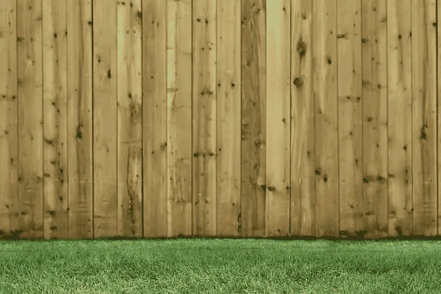 backyard and wooden fence