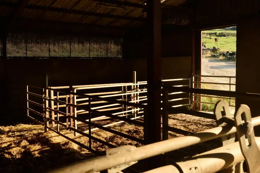 Metal ranch fencing around a cattle enclosure