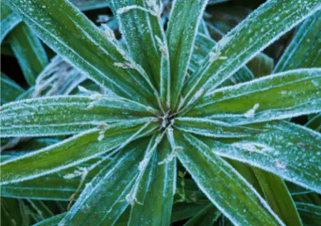 Plant freeze prep