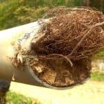 Clogged sewer pipe with tree roots causing blockage, illustrating common plumbing issues addressed by hydrojetting services.