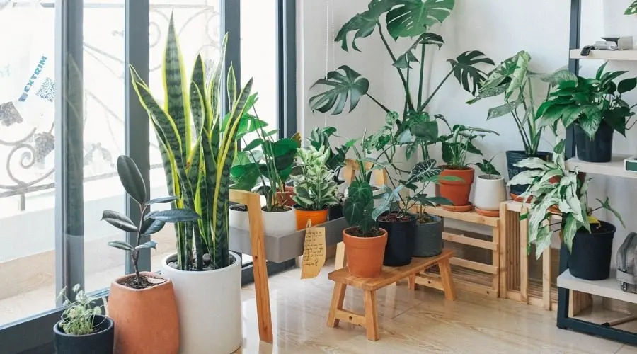 Indoor garden featuring various potted plants, including snake plants, monstera, and other greenery, enhancing eco-friendly home aesthetics.