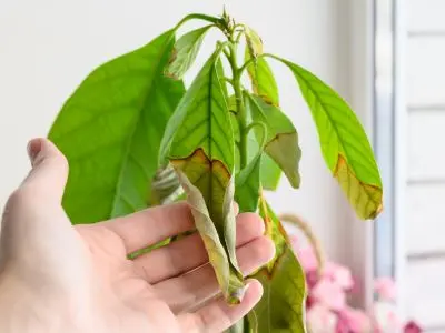 Hand holding a wilted houseplant with brown edges and yellowing leaves, indicating potential signs of a gas leak as discussed in the context of health risks and emergency responses.