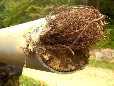Tree roots clogging a sewer pipe, illustrating the common plumbing issue of root infiltration affecting drainage systems.