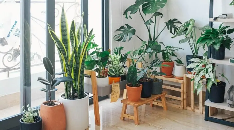 Indoor garden with various potted plants, promoting eco-friendly home practices and green living.