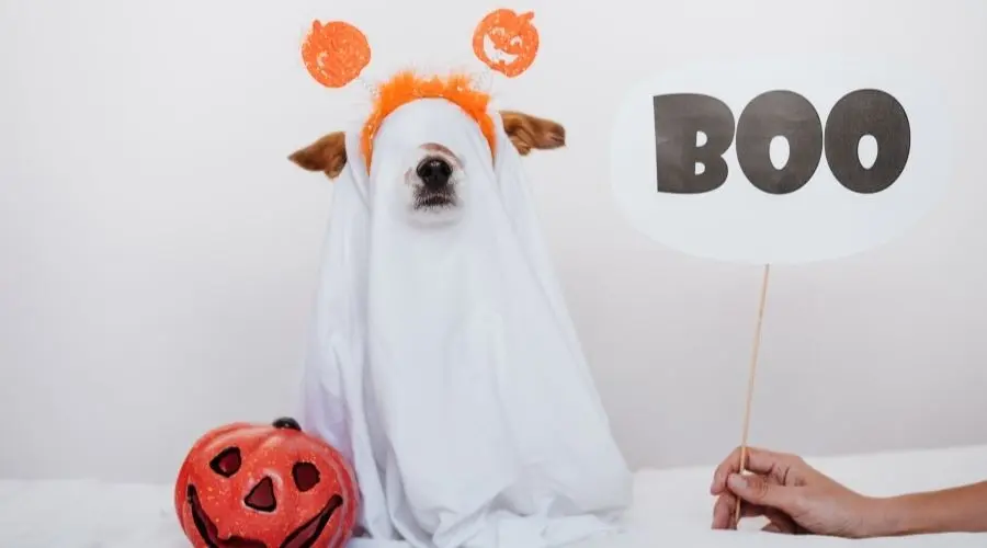 A dog in a ghost costume next to a carved pumpkin and "BOO" sign for Halloween festivities.