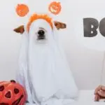 Dog in ghost costume with "BOO!" sign and Halloween decorations, highlighting festive spirit for homeowners.