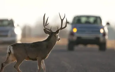 Common Animal Damage Types Requiring Auto Body Repair Service in Red Wing