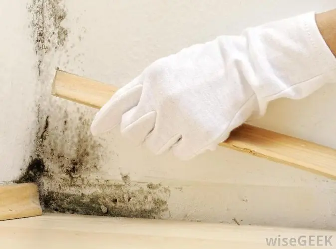 Hand in white glove scraping mold from wall, highlighting mold remediation process relevant to basement waterproofing services in Hopewell.