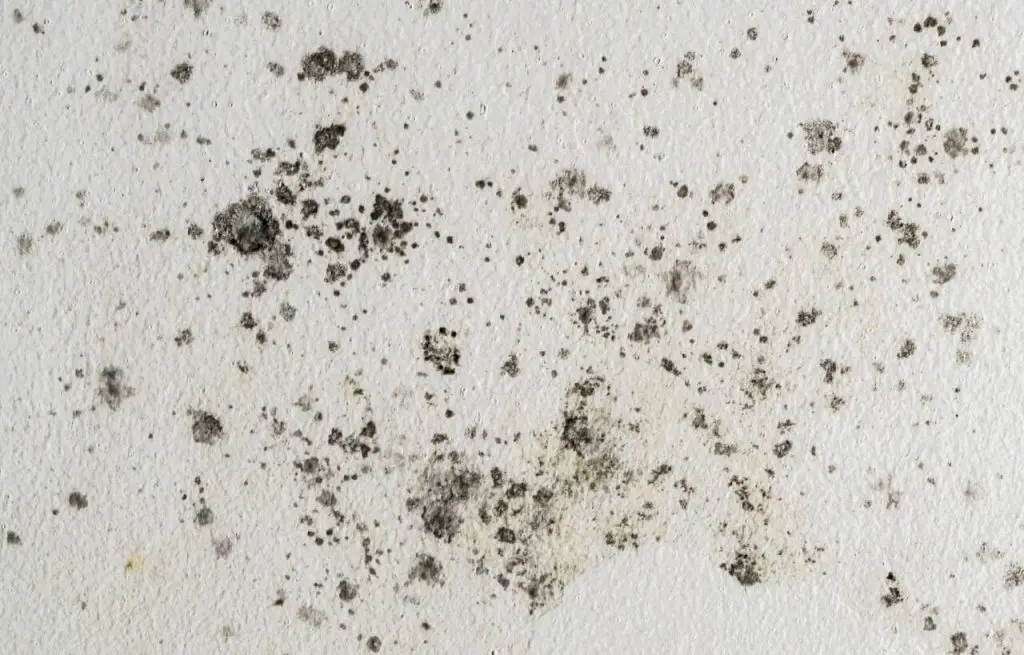 mold vs mildew new york