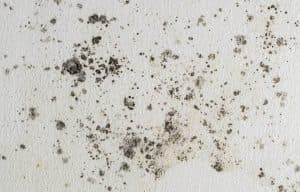 mold vs mildew new york