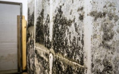 Preventing Mold After Vacation: Tips for Carmel Homeowners Returning Home