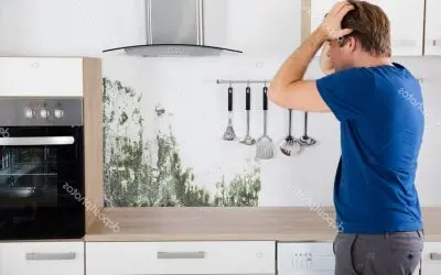 Causes of Mold in the Kitchen and How to Avoid Them