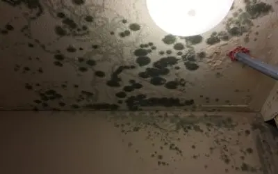 5 Things to consider about attic insulation to prevent mold