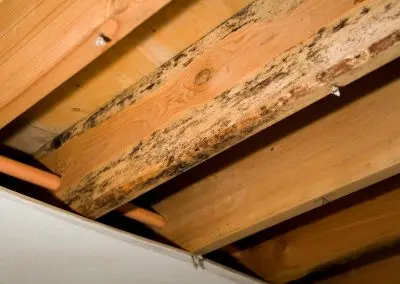 Black mold removal in attic
