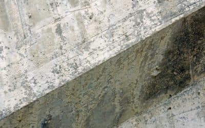Who to Call For Mold in Carmel, IN?