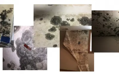 5 things  reasons why you should pick Mold Removal Indianapolis for your commercial space mold remediation needs