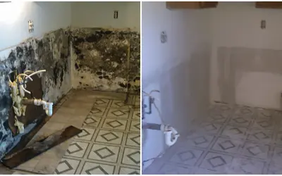 How Often Do You Need a Mold Inspection?