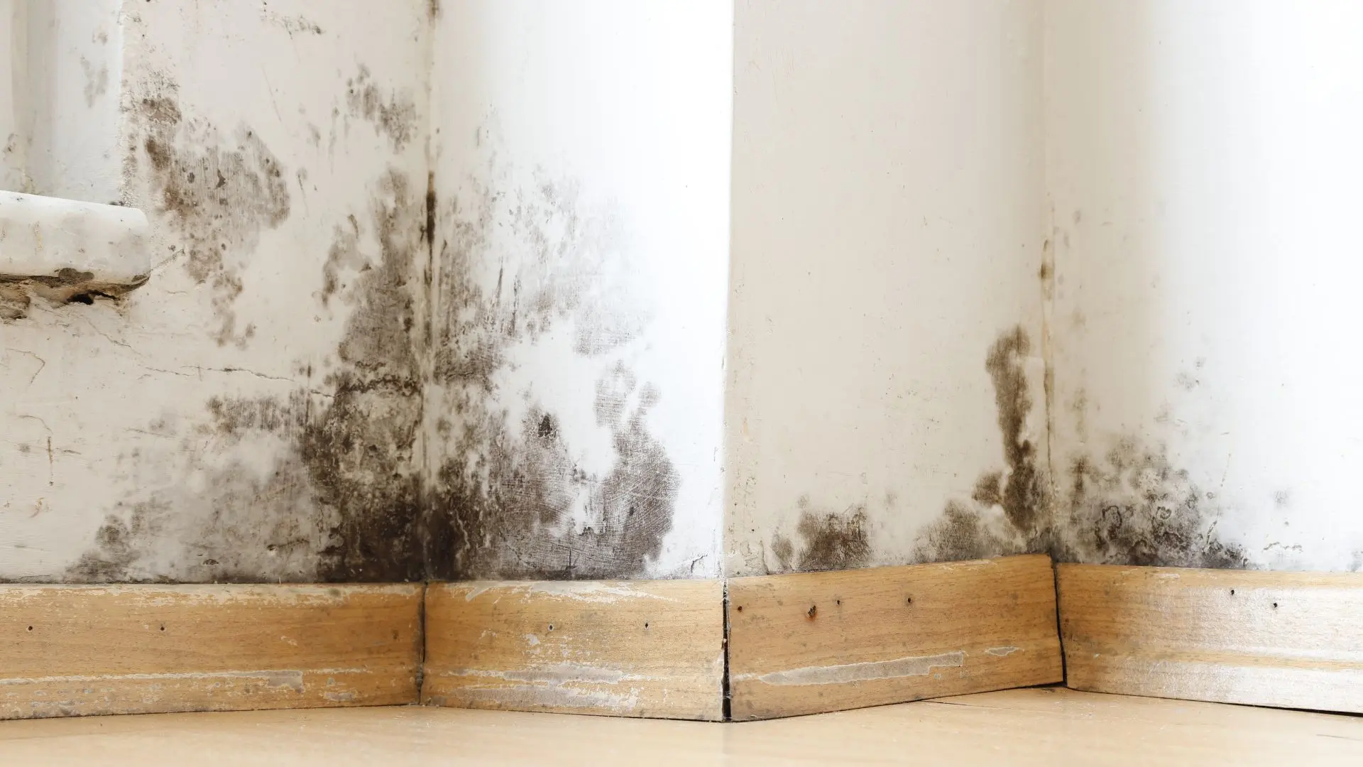 Emergency Mold Removal in Houston