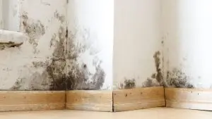 Emergency Mold Removal in Houston