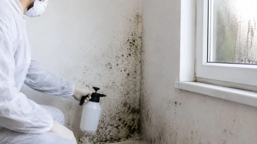 Mold Removal in Humid Homes