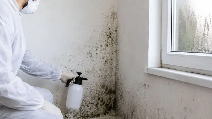 Mold Removal in Humid Homes