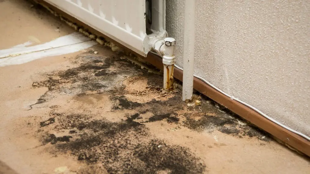mold remediation