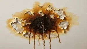 Signs You Need Water Damage Restoration Services Immediately
