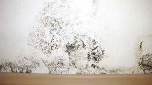 mold remediation services