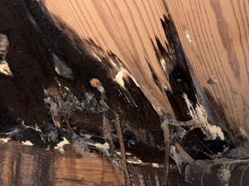 Restoration Xperts - Homepage