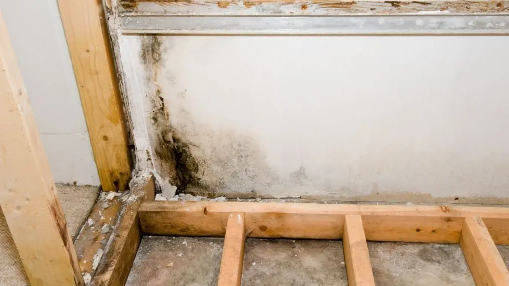 Mold Remediation After Water Damage (2)