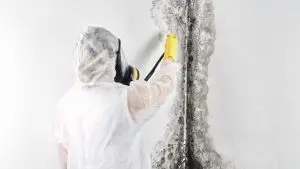 affordable mold cleanup cedar city ut
