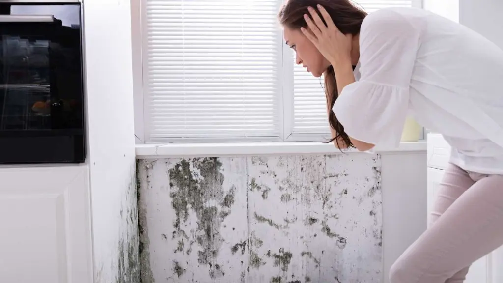 Mold Remediation Spread