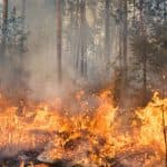 Wildfire Smoke Damage
