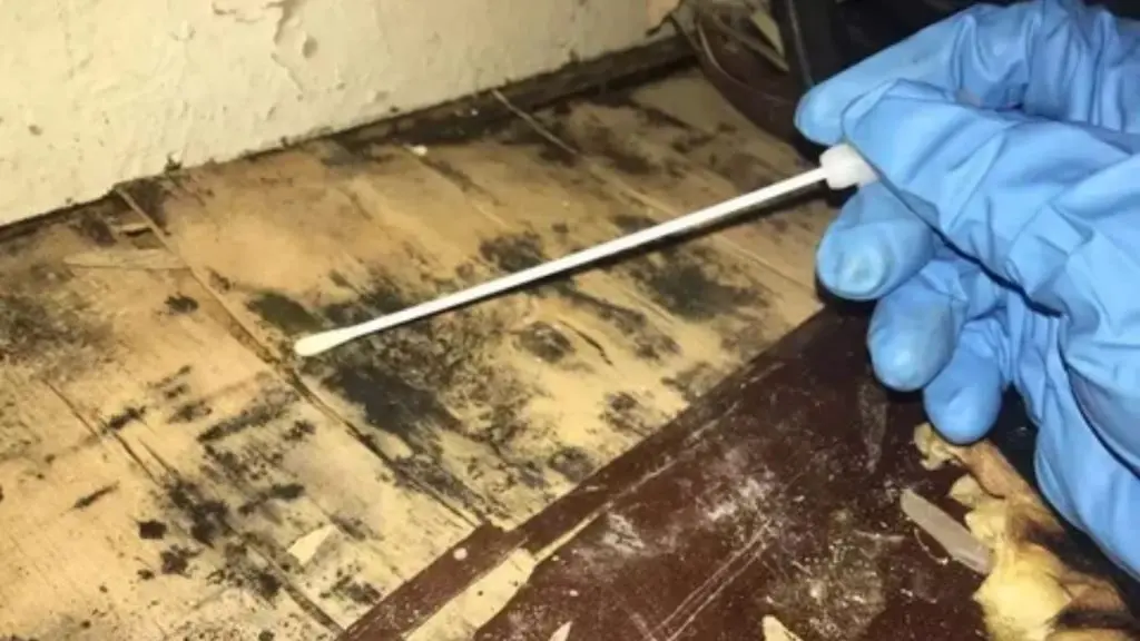 Ally 1 Disaster Solutions - How Much Does Mold Remediation Cost in Cedar City?