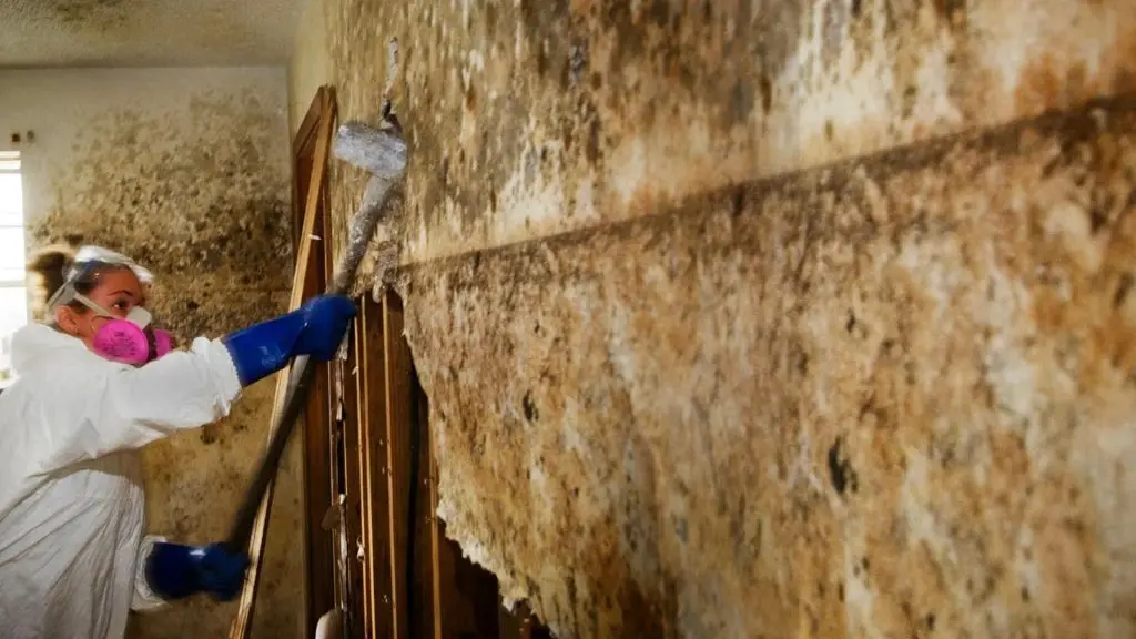 Ally 1 Disaster Solutions - How Can You Prevent Mold After Water Damage in Cedar City?