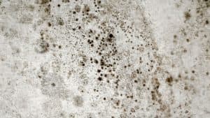 Mold Remediation After Water Damage